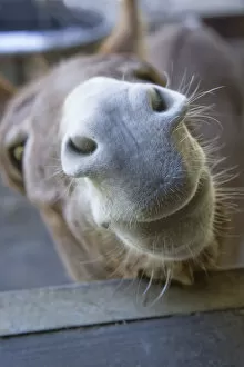 Animals Collection: Fall City, Washington State, USA. Nosy Mediterranean Miniature Donkey Jenny (adult