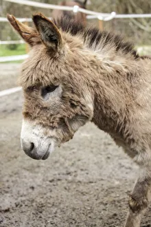 Fall City, Washington State, USA. Portrait of a Miniature Mediterranean Donkey foal. (PR)