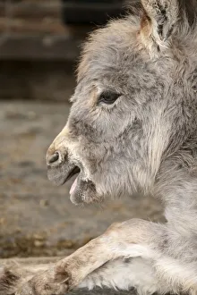 Images Dated 8th April 2011: Fall City, Washington State, USA. Portrait of a Miniature Mediterranean Donkey foal. (PR)
