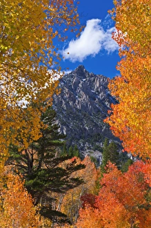 Images Dated 4th October 2010: Fall color along Bishop Creek, Inyo National Forest, Sierra Nevada Mountains, California