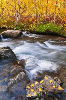 Images Dated 6th October 2010: Fall color along Bishop Creek, Inyo National Forest, Sierra Nevada Mountains, California