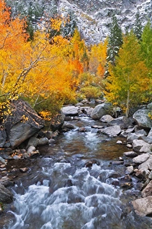Brook Prints: Fall color along Bishop Creek, Inyo National Forest, Sierra Nevada Mountains, California