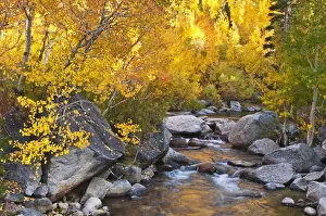 Images Dated 3rd October 2010: Fall color along Bishop Creek, Inyo National Forest