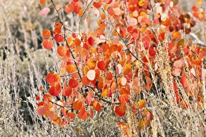 Images Dated 4th October 2010: Fall color along Bishop Creek, Inyo National Forest