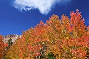 Images Dated 4th October 2010: Fall color along Bishop Creek, Inyo National Forest