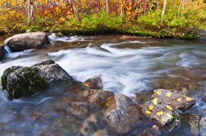 Images Dated 6th October 2010: Fall color along Bishop Creek, Inyo National Forest