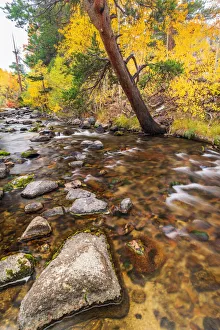 Fall color along Bishop Creek, Inyo National Forest, California USA