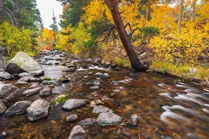 Images Dated 12th January 2022: Fall color along Bishop Creek, Inyo National Forest, California USA