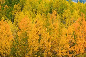 Images Dated 12th January 2022: Fall color along Bishop Creek, Inyo National Forest, California USA
