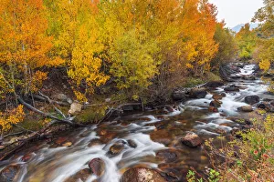Fall color along Bishop Creek, Inyo National Forest, California USA