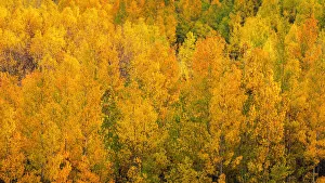 Images Dated 12th January 2022: Fall color along Bishop Creek, Inyo National Forest, California USA