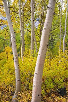 Images Dated 12th January 2022: Fall color along Bishop Creek, Inyo National Forest, California USA