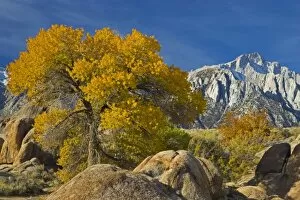 Fall Color on Cottonwoods with backdrop of the Eastern Sierra Mountains = Alabama