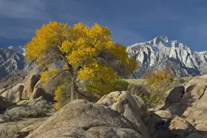 Images Dated 14th November 2005: Fall Color on Cottonwoods with backdrop of the Eastern Sierra Mountains = Alabama
