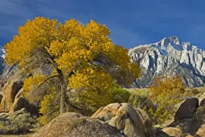 Images Dated 14th November 2005: Fall Color on Cottonwoods with backdrop of the Eastern Sierra Mountains = Alabama