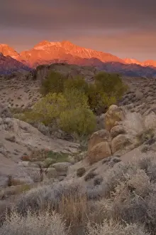 Images Dated 13th November 2005: Fall Color on Cottonwoods with backdrop of the Eastern Sierra Mountains = Alabama