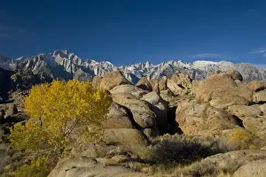 Images Dated 13th November 2005: Fall Color on Cottonwoods with backdrop of the Eastern Sierra Mountains = Alabama