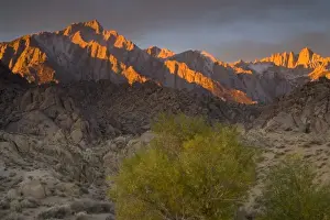 Images Dated 13th November 2005: Fall Color on Cottonwoods with backdrop of the Eastern Sierra Mountains = Alabama