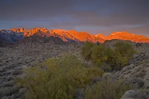 Images Dated 13th November 2005: Fall Color on Cottonwoods with backdrop of the Eastern Sierra Mountains = Alabama