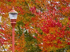 Fall color in downtown Issaquah