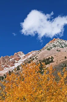 Images Dated 4th October 2010: Fall color and early snow above North Lake, Inyo National Forest, Sierra Nevada Mountains