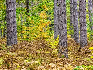 Recreation Area Prints: Fall color in the hardwood forest of the Upper Peninsula