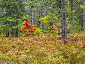 Fall color in the hardwood forest of the Upper Peninsula