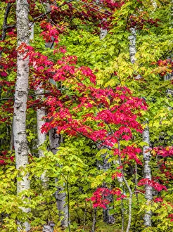 Images Dated 4th October 2015: Fall color in the hardwood forest of the Upper Peninsula