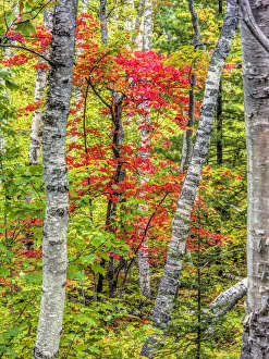 Fall color in the hardwood forest of the Upper Peninsula