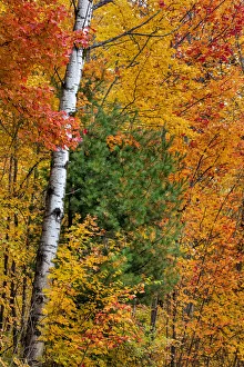 Birch Prints: Fall color on the Keweenaw Peninsula in the Upper Peninsula of Michigan, USA
