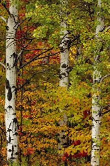 Fall color on the Keweenaw Peninsula in the Upper Peninsula of Michigan, USA