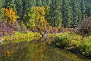 Fall color, Leavenworth National Fish Hatchery, Wenatchee National Forest, Washington State, USA