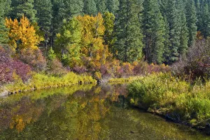 Fall color, Leavenworth National Fish Hatchery, Wenatchee National Forest, Washington State, USA Fall color, Leavenworth National Fish Hatchery, Wenatchee National Forest, Washington State, USA