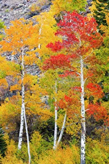 Golden Prints: Fall color in Lundy Canyon, Inyo National Forest, Sierra Nevada Mountains, California