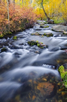 Images Dated 18th October 2011: Fall color along Lundy Creek, Inyo National Forest, Sierra Nevada Mountains, California