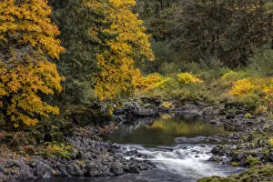 Images Dated 27th October 2021: Fall color along the Nehalem River in the Tillamook State Forest, Oregon, USA
