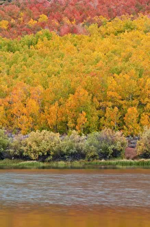 Images Dated 3rd October 2010: Fall color at North Lake, Inyo National Forest, Sierra Nevada Mountains, California, USA