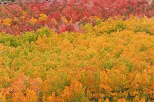 Sierra Prints: Fall color at North Lake, Inyo National Forest, Sierra Nevada Mountains, California, USA