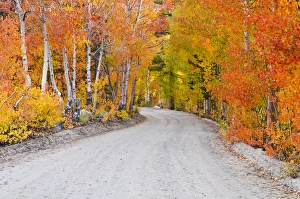 Sierras Prints: Fall color along the North Lake road, Inyo National Forest, Sierra Nevada Mountains