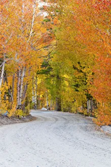 Images Dated 3rd October 2010: Fall color along the North Lake road, Inyo National Forest, Sierra Nevada Mountains