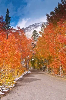 Sierra Prints: Fall color along the North Lake road, Inyo National Forest, Sierra Nevada Mountains