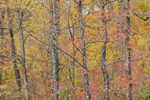 Images Dated 9th June 2021: Fall color at Pyramid State Park, Perry County, Illinois