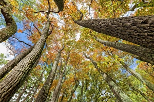 Images Dated 10th June 2024: Fall color sassafras trees, Stephen A. Forbes State Park, Marion County, Illinois