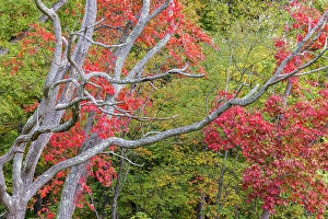 Images Dated 10th June 2024: Fall color sassafras trees, Stephen A. Forbes State Park, Marion County, Illinois