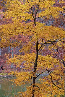 Stephen A Prints: Fall color at Stephen A. Forbes State Park, Marion County, Illinois