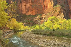 Alan Majchrowicz Prints: Fall color along the Virgin River, Zion National Park, Utah