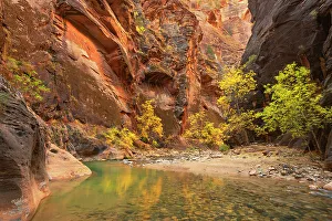 Slot Canyon Prints: Fall color in Zion Canyon The Narrows, Zion National Park, Utah