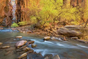 Slot Canyon Prints: Fall color in Zion Canyon The Narrows, Zion National Park, Utah