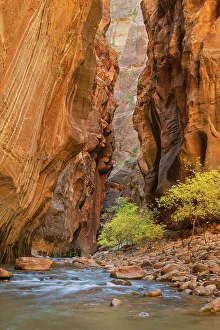 Slot Canyon Prints: Fall color in Zion Canyon The Narrows, Zion National Park, Utah