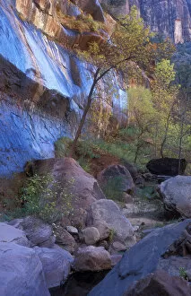 Fall color in Zion National Park
